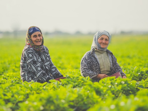 UAE Golden Visa for farmers? How two Thai women became the first receiepients for growing dates abroad